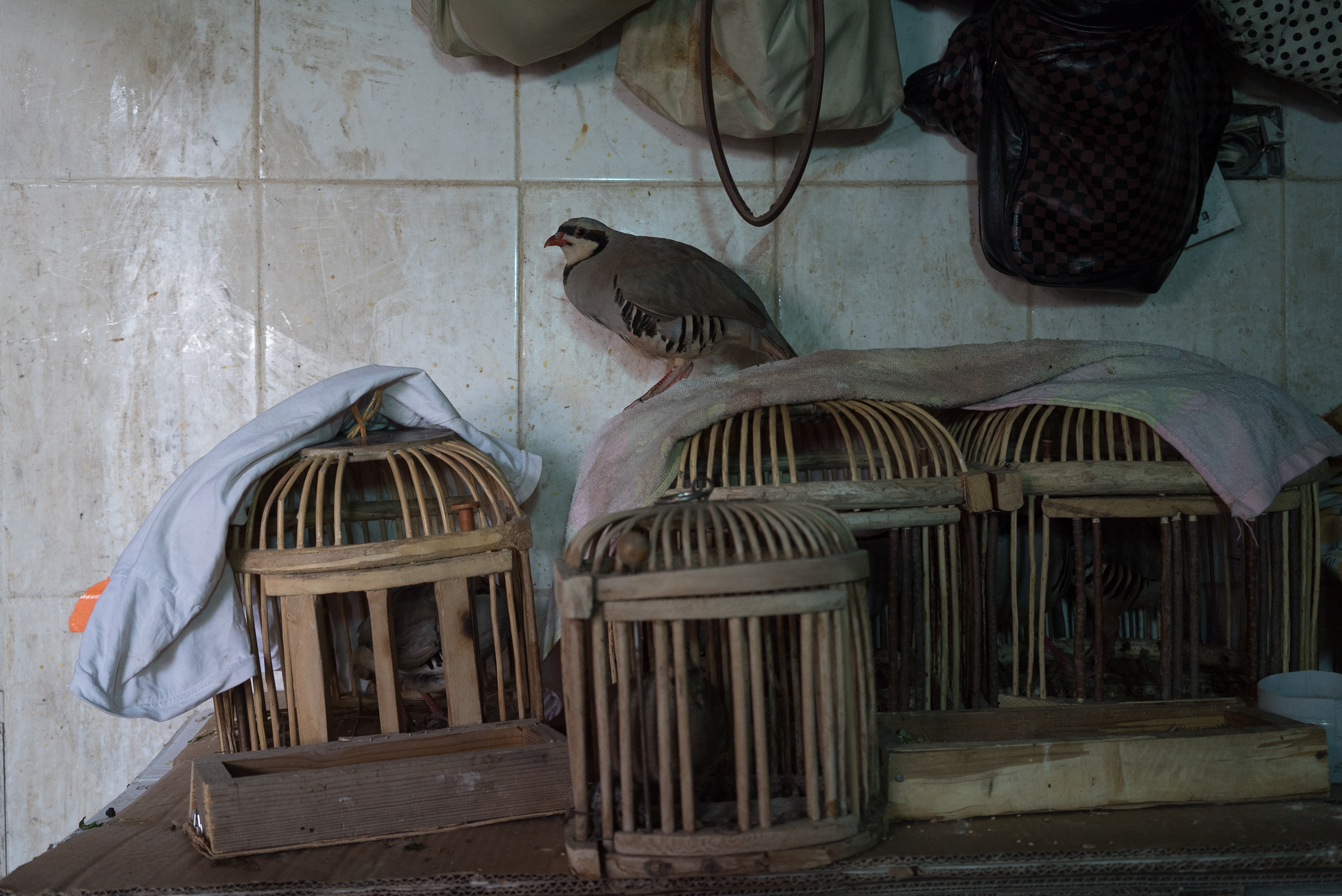 Erbil market for birds and animals, Erbil, Kurdistan Region, June 4, 2016. (Photo: Kurdistan24/Alexandre Afonso)